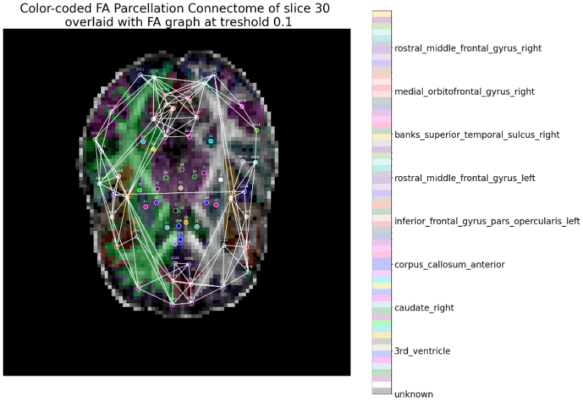 connectome.png